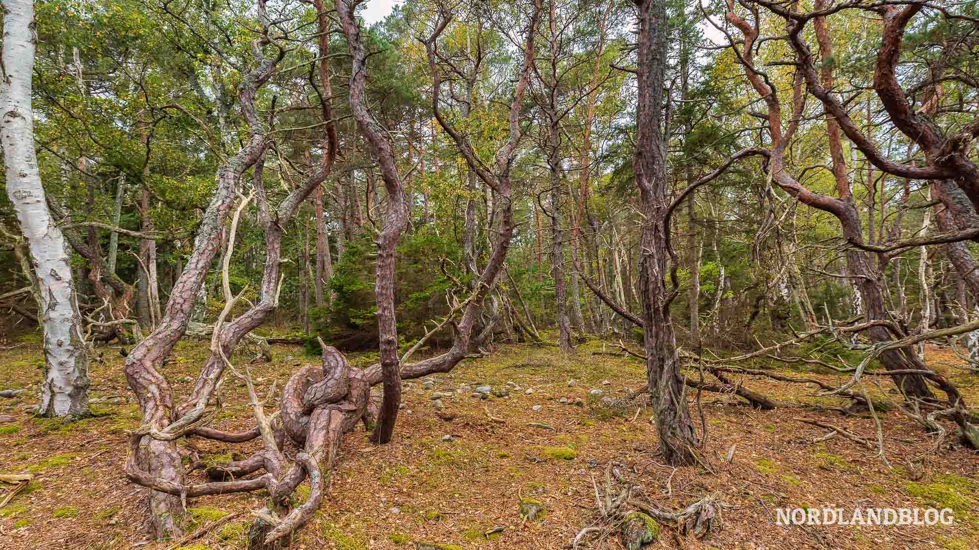 Märchenwald Insel Oland Schweden