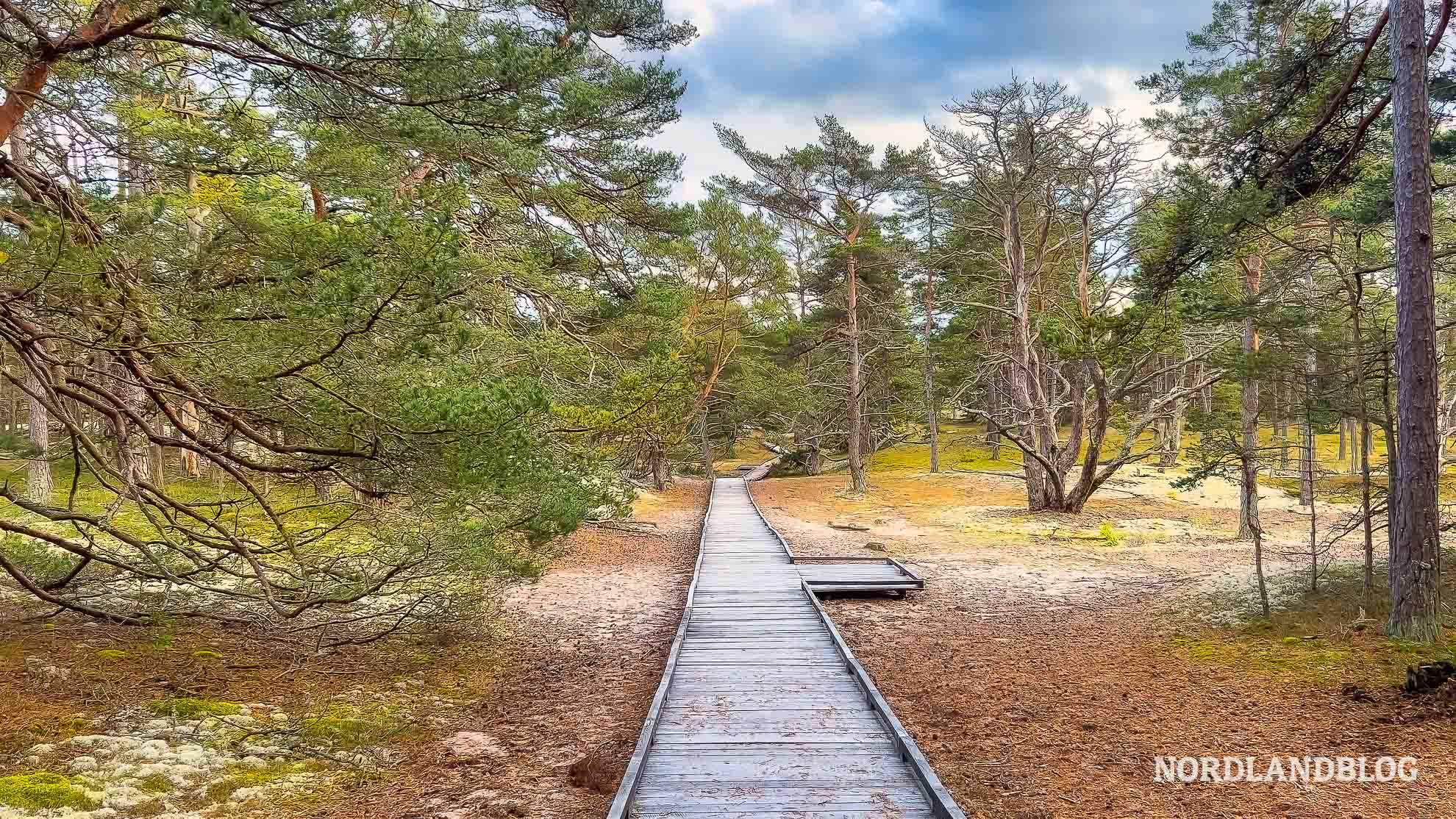 Steg zum Homrev Strand Insel Oland Schweden